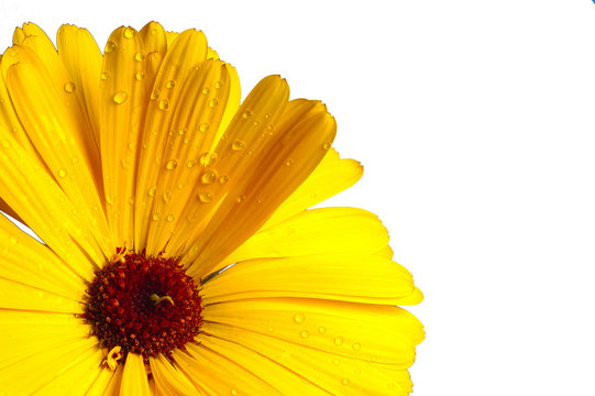 fleur jaune d3