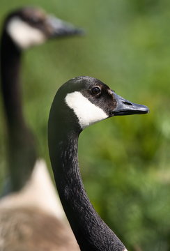 canadian geese