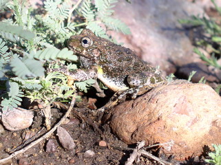canyon treefrog