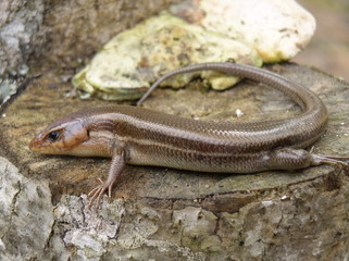 giant skink lizard (eumeces laticeps)