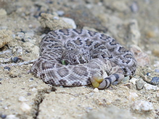 baby mojave rattlesnake