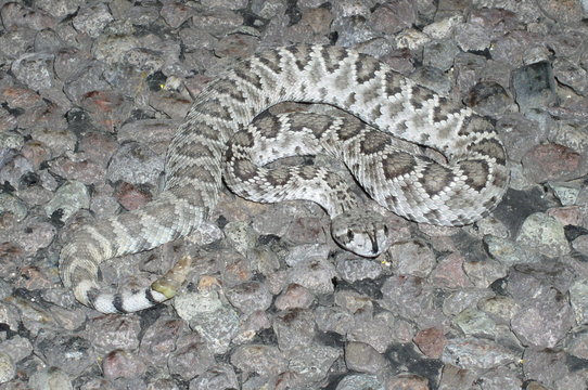 diamondbacked rattlesnake