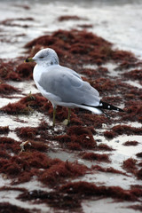 ring-billed gull