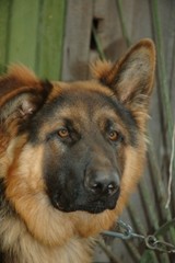german sheep dog
