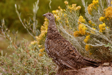sage chicken rabbit brush