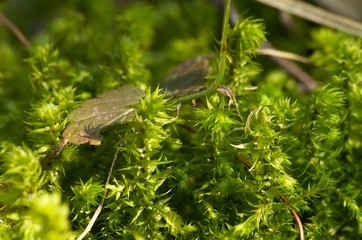 Obraz premium green moss