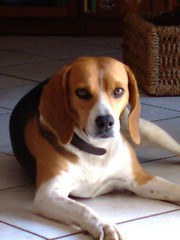 beagle