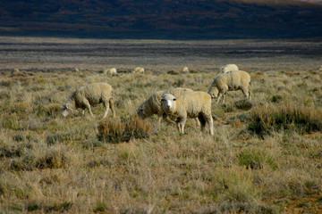 sheep open range 2