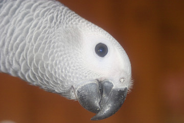 i'm nosey © Guy Sagi