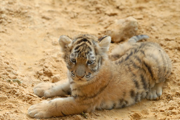 tiger-cub lays on sand.