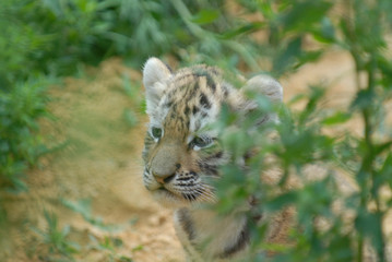 tiger cub.