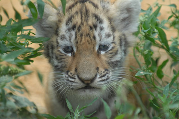 Fototapeta na wymiar tiger cub.