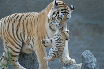 Fototapeta na wymiar tygrysica ukrywa cub.