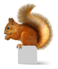 Badezimmer Foto Rückwand rotes Eichhörnchen © IGKSG