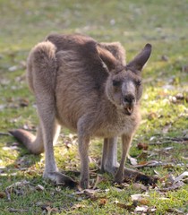 kangaroo 2