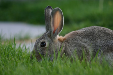 urban bunny in lawn