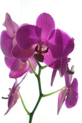Fototapeta na wymiar orchid on white