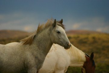 Fototapeta na wymiar wild horse yearling