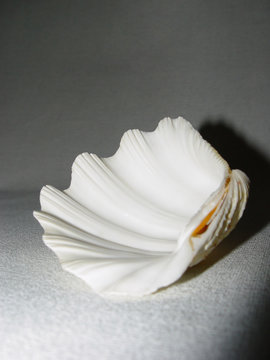 scallop-shell
