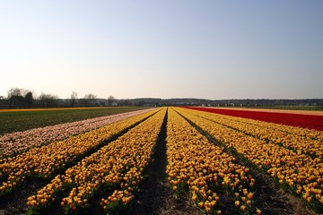 rows of tulips