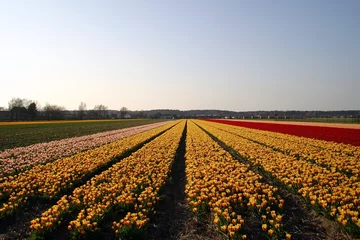 Photo sur Aluminium Tulipe rows of tulips