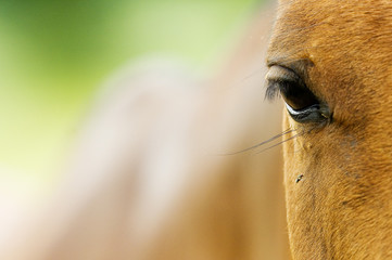 portrait de poney pour noël