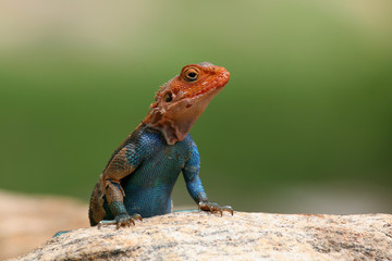 agama lizard