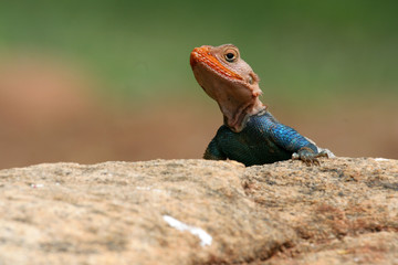 agama lizard