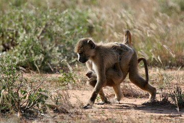 baboon siblings