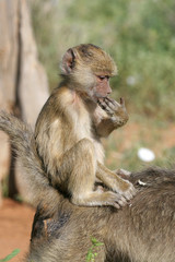 baboon infant