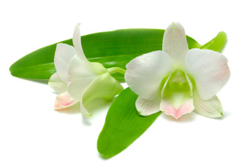 orchidée de Malaisie blanche et rose