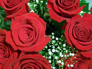 red roses