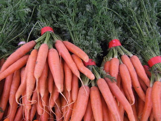 carottes nouvelles