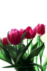 the pink tulip