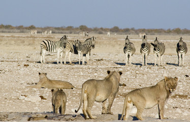 lions and zebras