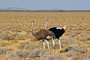 ostriches