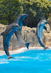 Naklejka premium dolphins