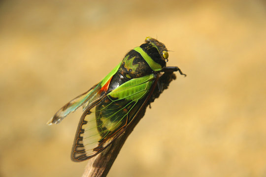 une cigale aux couleurs chatoyantes