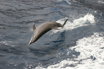 Fototapeta premium dolphin