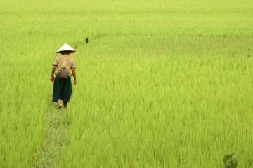 Fototapeten vietnam - femme dans les rizieres © olivier h