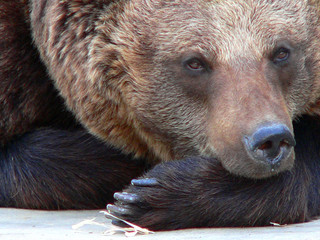 braunbär