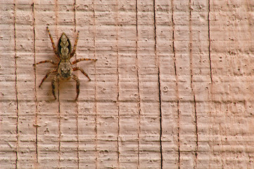 wall spider