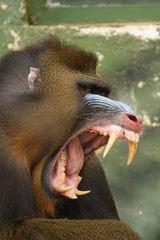 monkey mandrill
