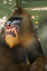 monkey mandrill