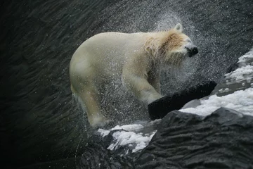 Papier peint photo autocollant rond Ours polaire ours polaire, ursus maritimus