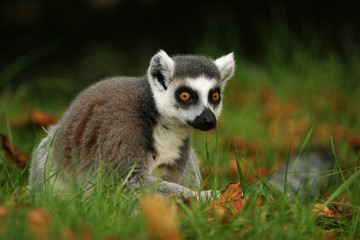 Fototapeta premium monkey ring-tailed lemur
