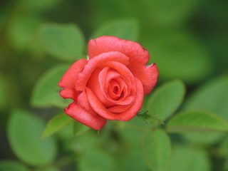 une rose