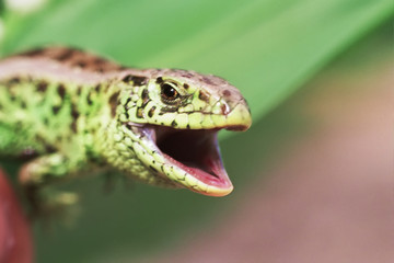 lizard