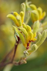 yellow kangaroo paws