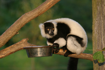 monkey ruffed lemur